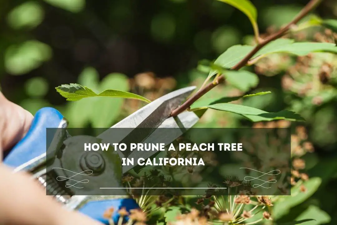 When To Prune Peach Trees In California's North & South