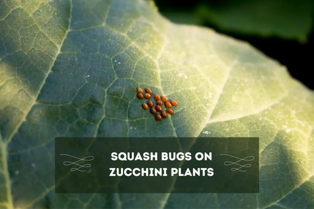What Are Squash Bugs On Zucchini Plants?