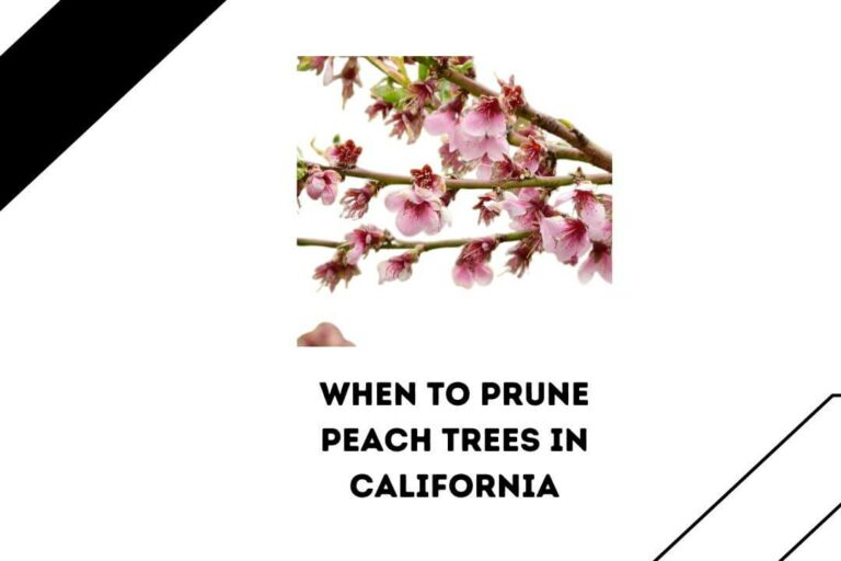 When To Prune Peach Trees In California’s North & South