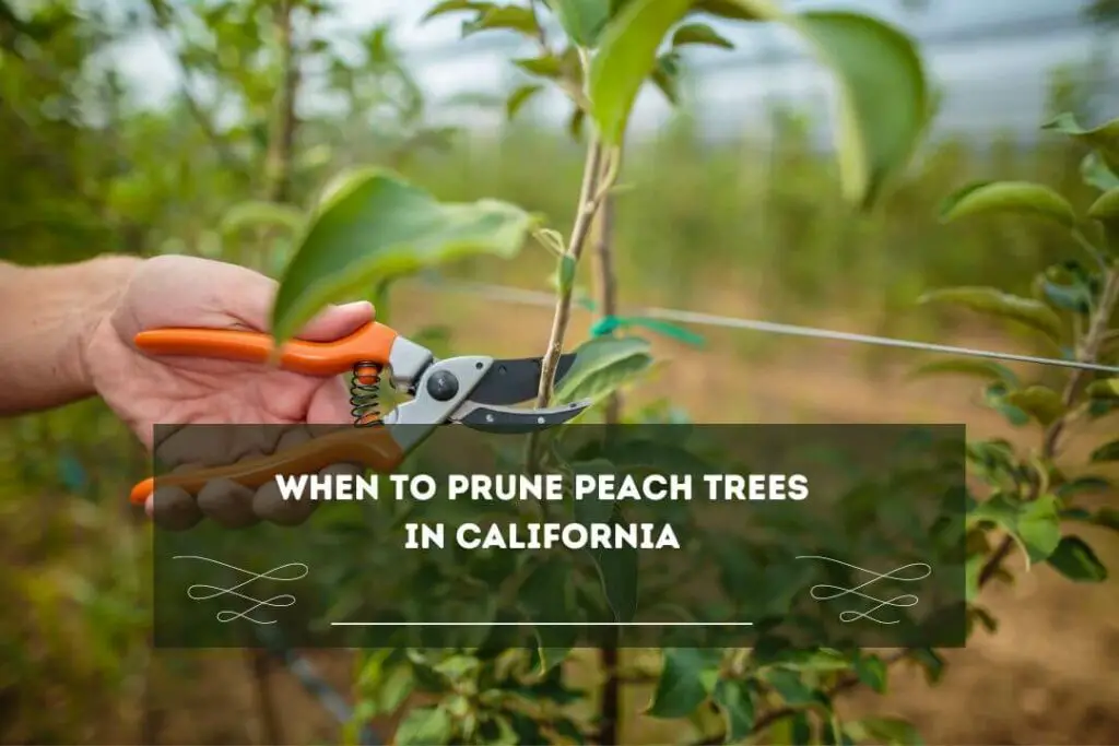 When To Prune Peach Trees In California 1024x683 