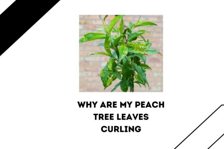5 Reasons Why Are My Peach Tree Leaves Curling