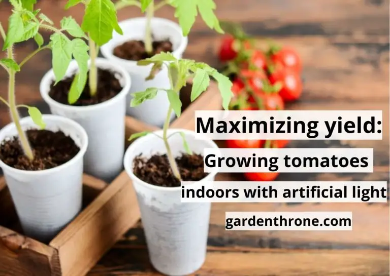 Maximizing Yield: Growing Tomatoes Indoors with Artificial Light