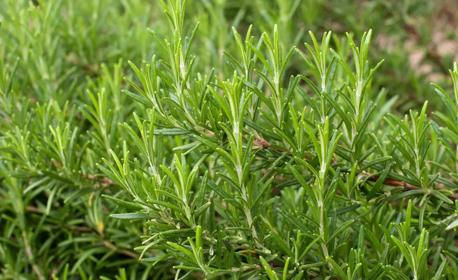 white spots on rosemary
