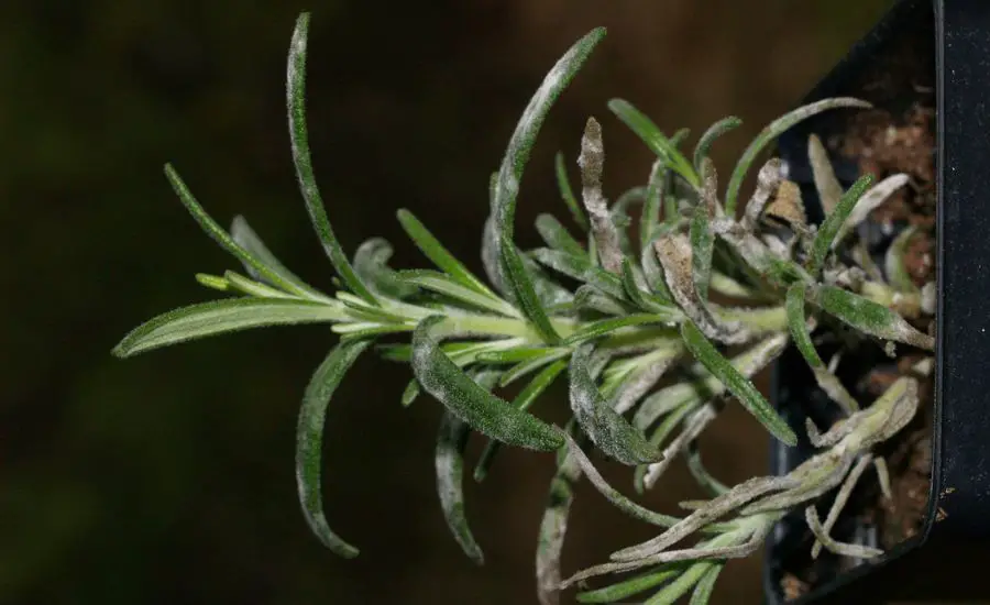 White spots on rosemary best 5 helpful tips & super guide