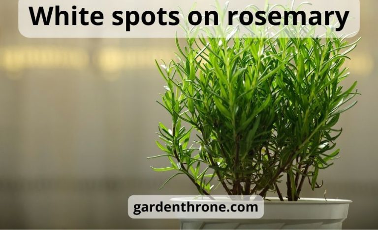 White spots on rosemary: Causes and solutions