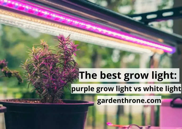 The Best Grow Light: Purple Grow Light vs White Light
