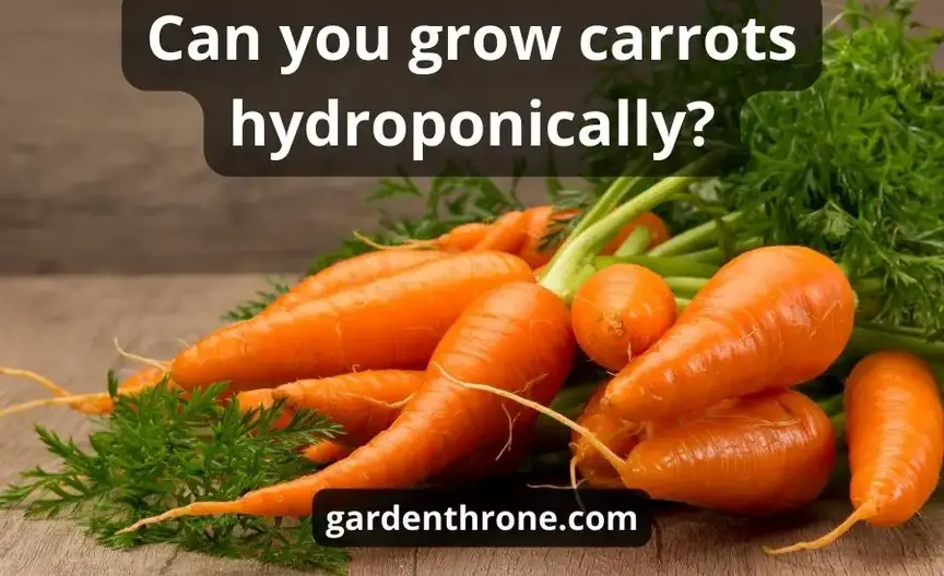 Can you grow carrots hydroponically: super helpful guide