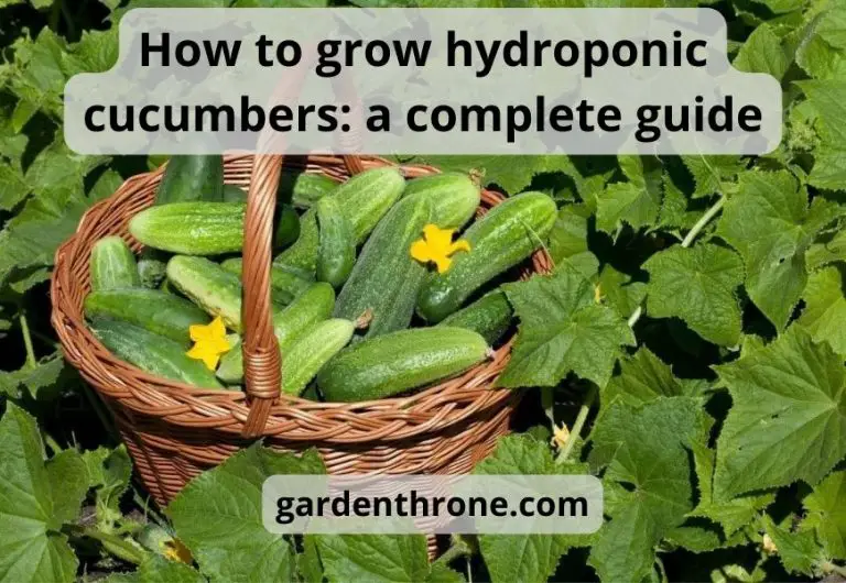 How to grow hydroponic cucumbers: a complete guide