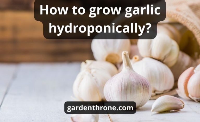 How to grow garlic hydroponically: all the answers